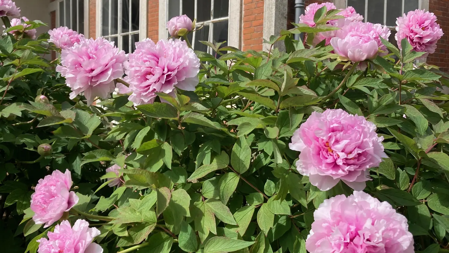 109pivoines