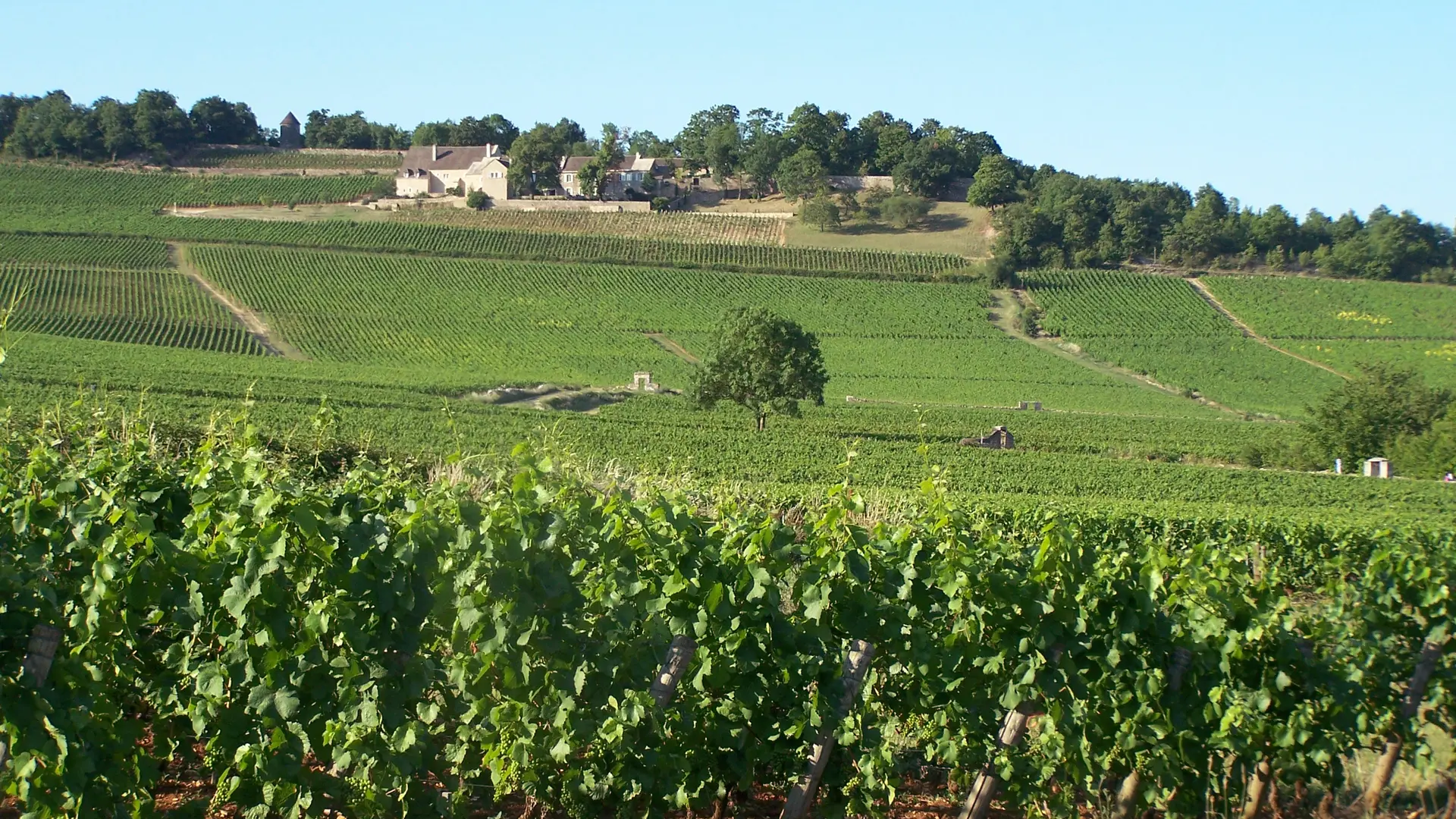 Le vignoble de Givry