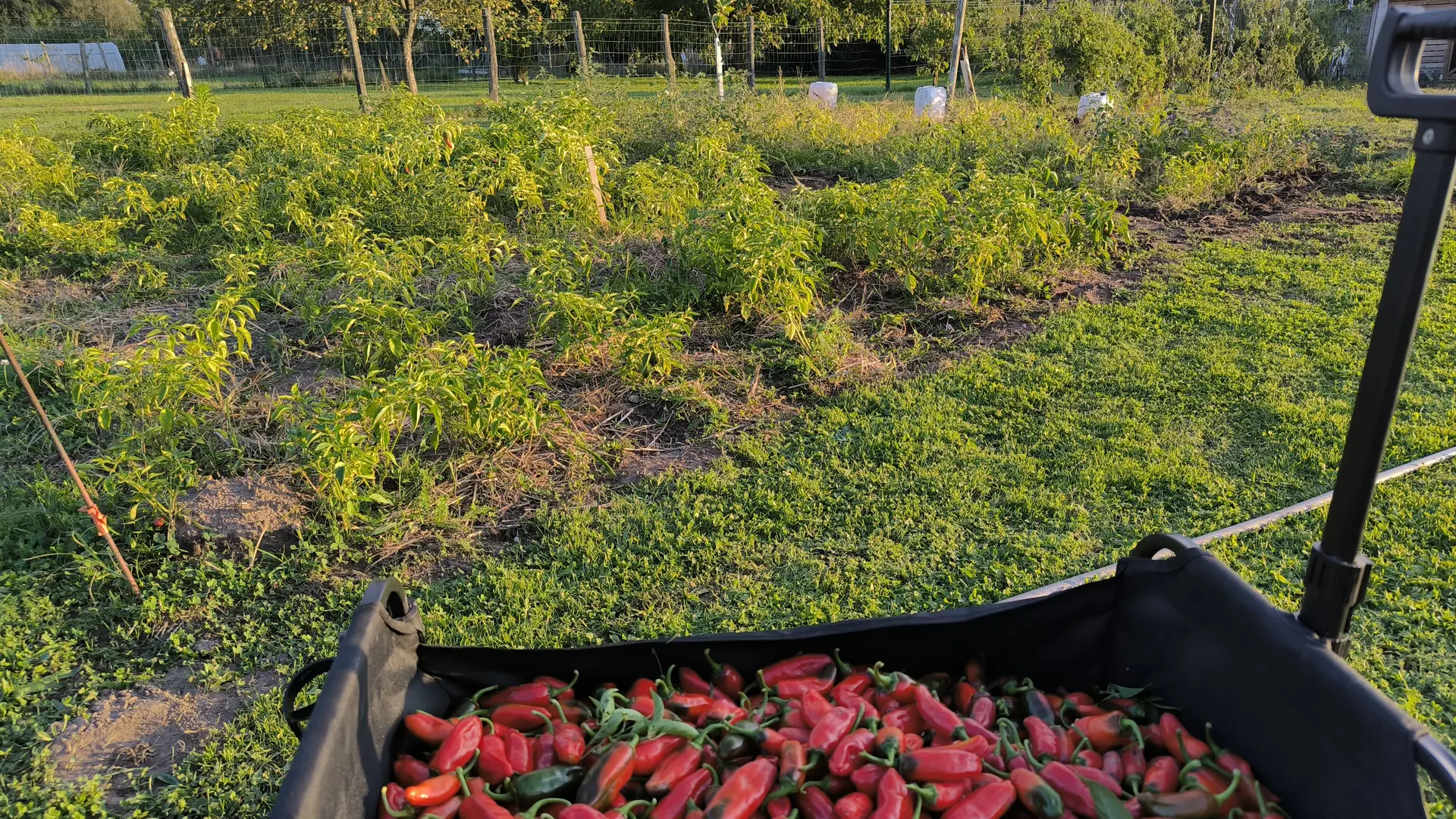 Piment de Bresse