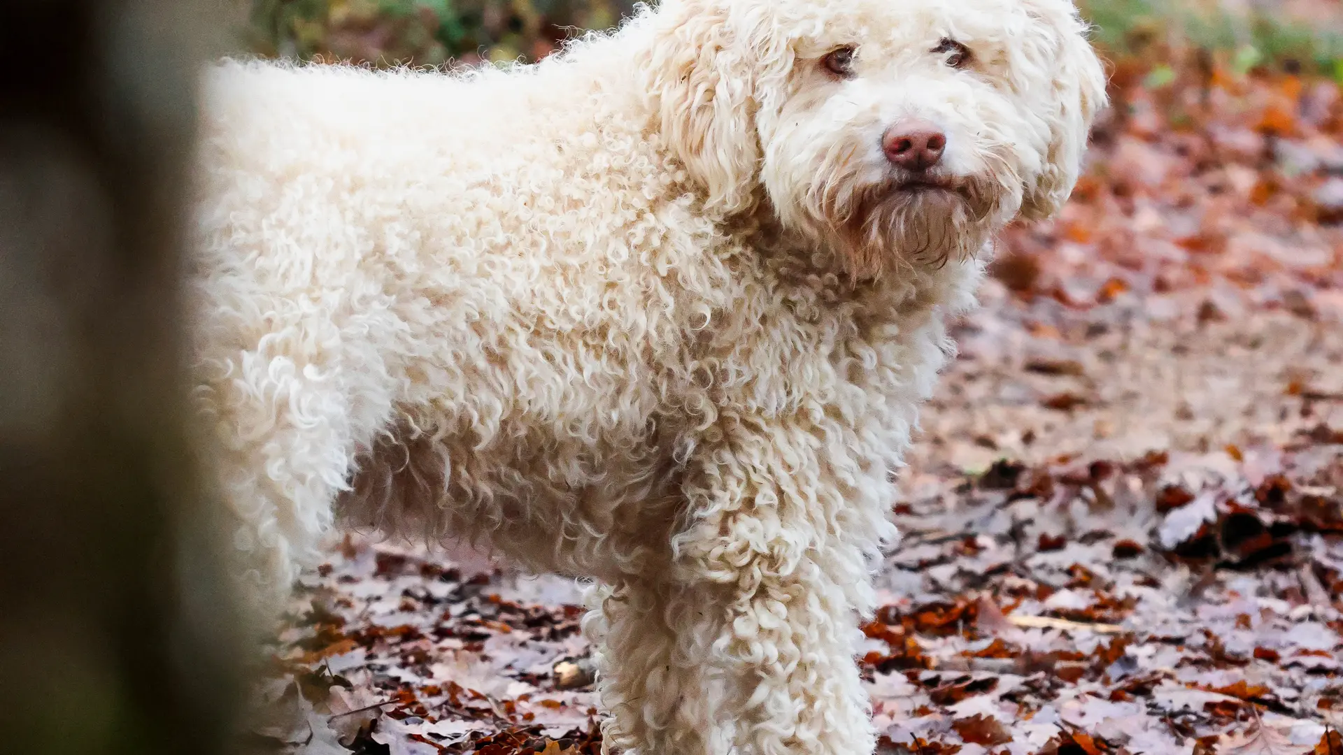 1000T_dec2025_5grammes-20