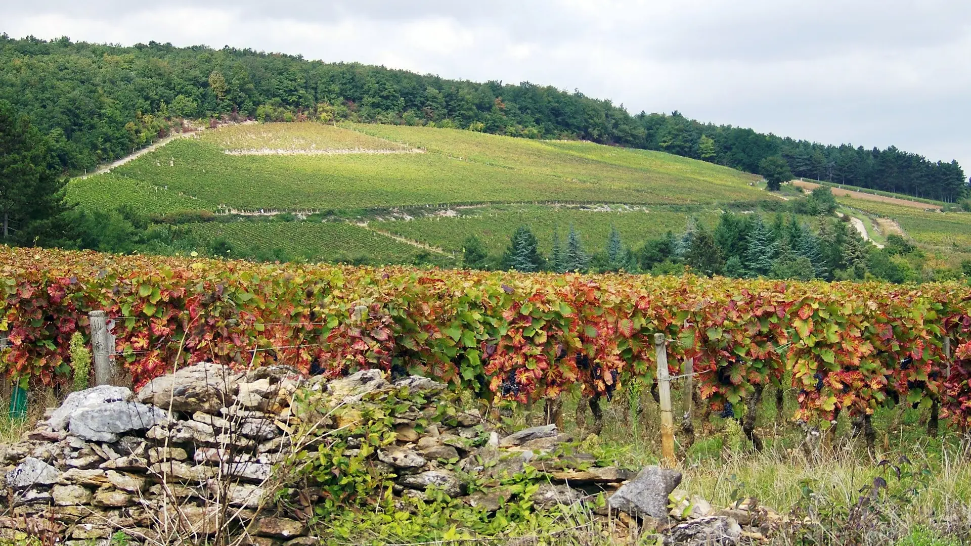 balade- dans -les- vignes- de -marsannay-Côte-de-nuits