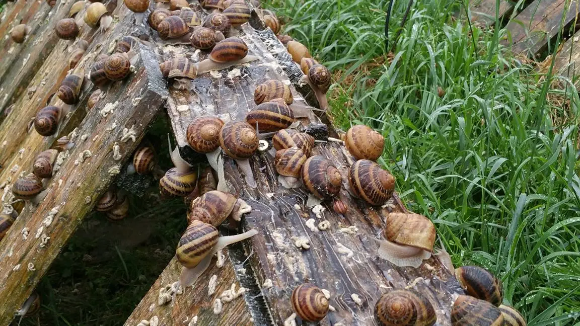 Parcs et escargots