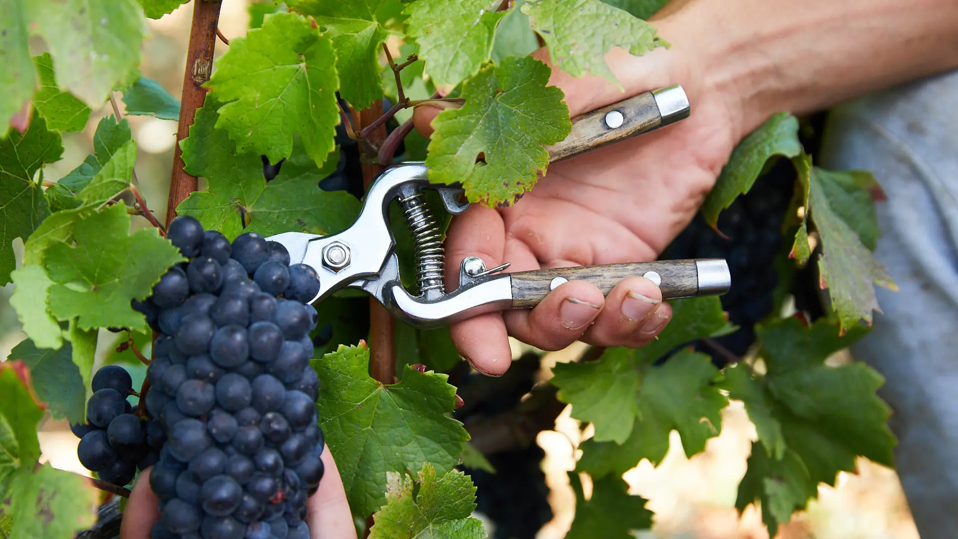 Les vendanges au Château de Pommard