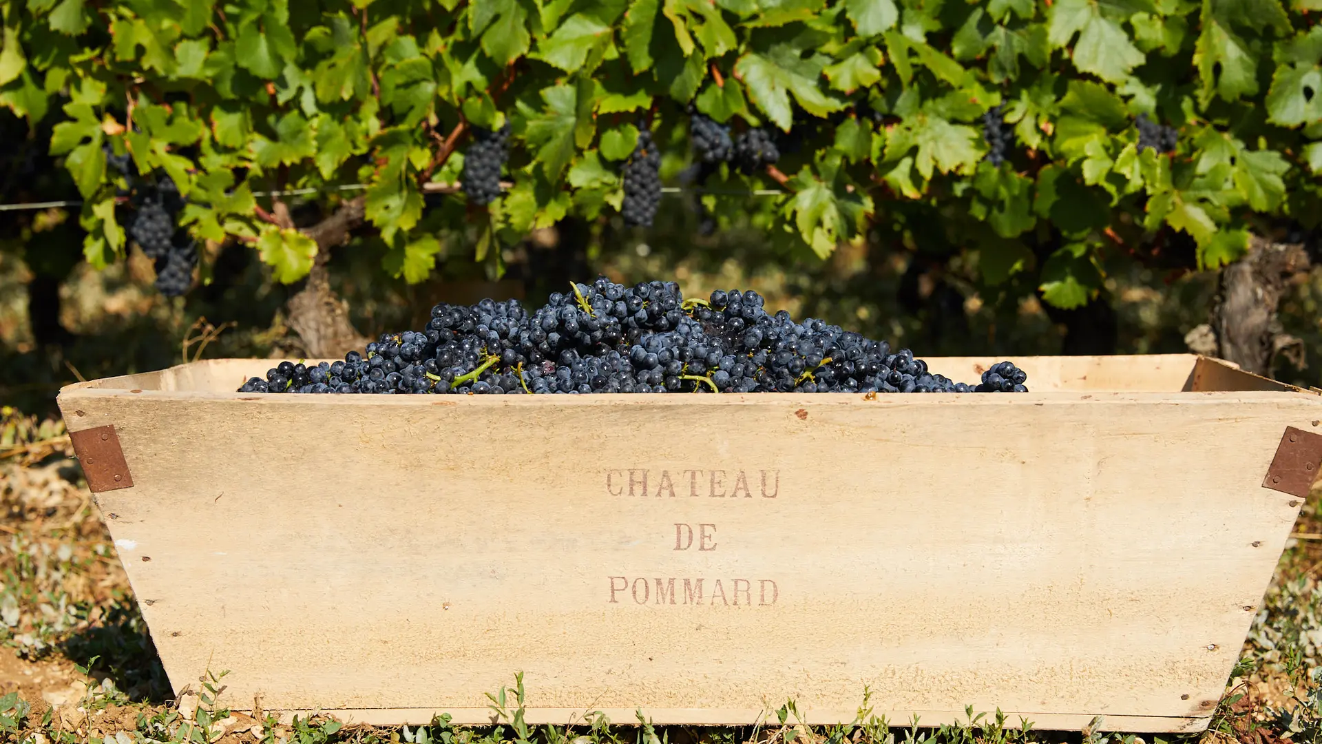 Expérience Vendanges au Château de Pommard