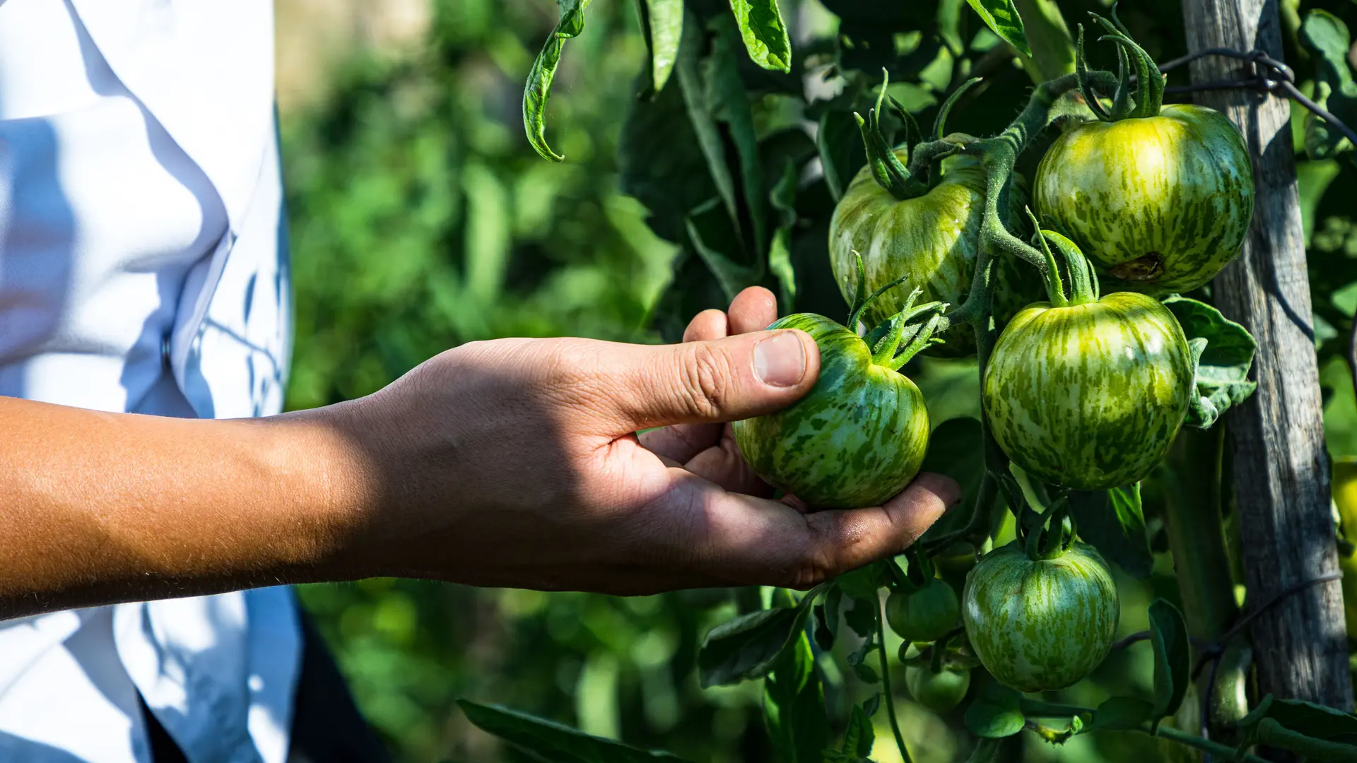 Potager du château - Circuit court