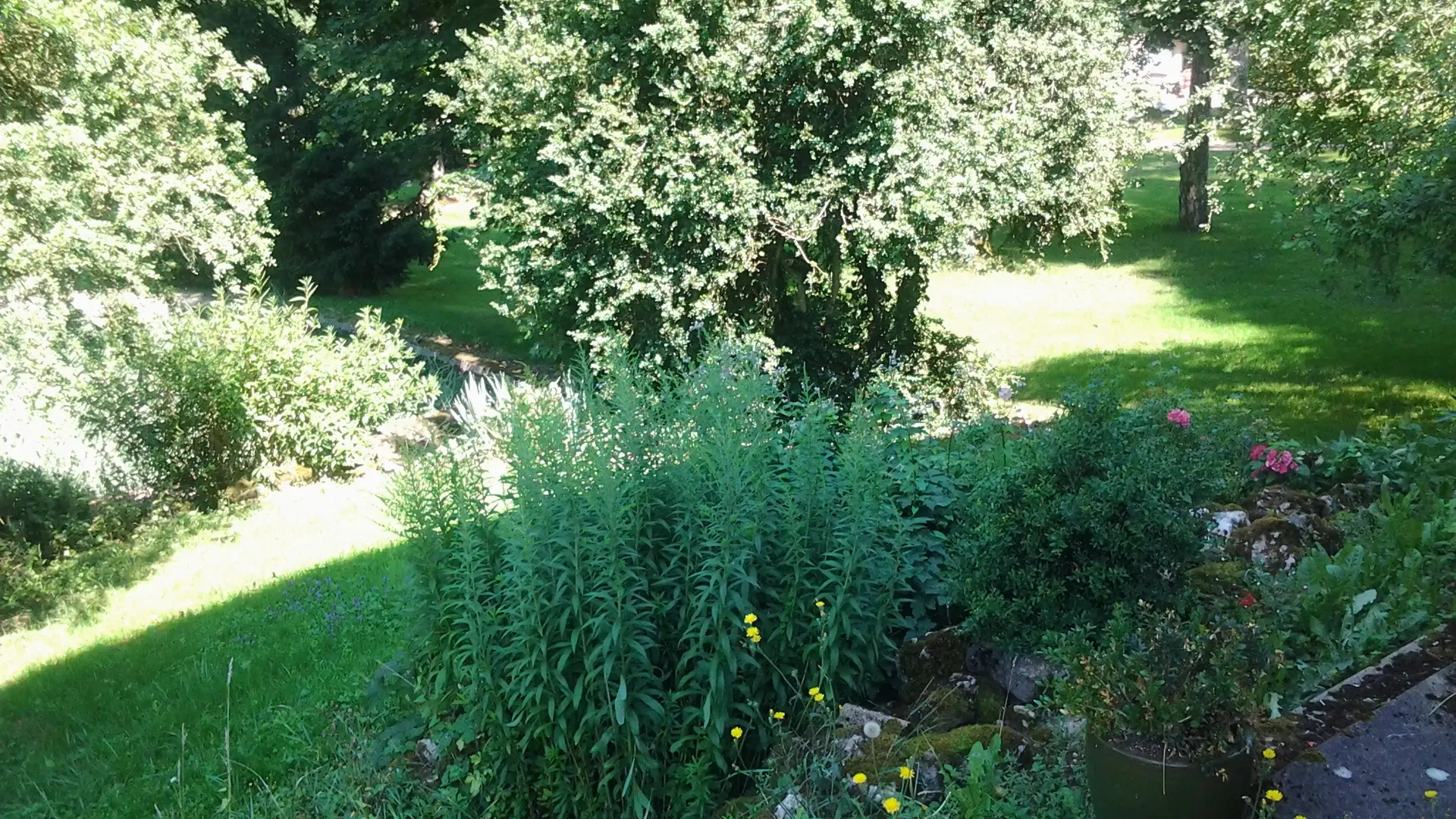 Parc arboré