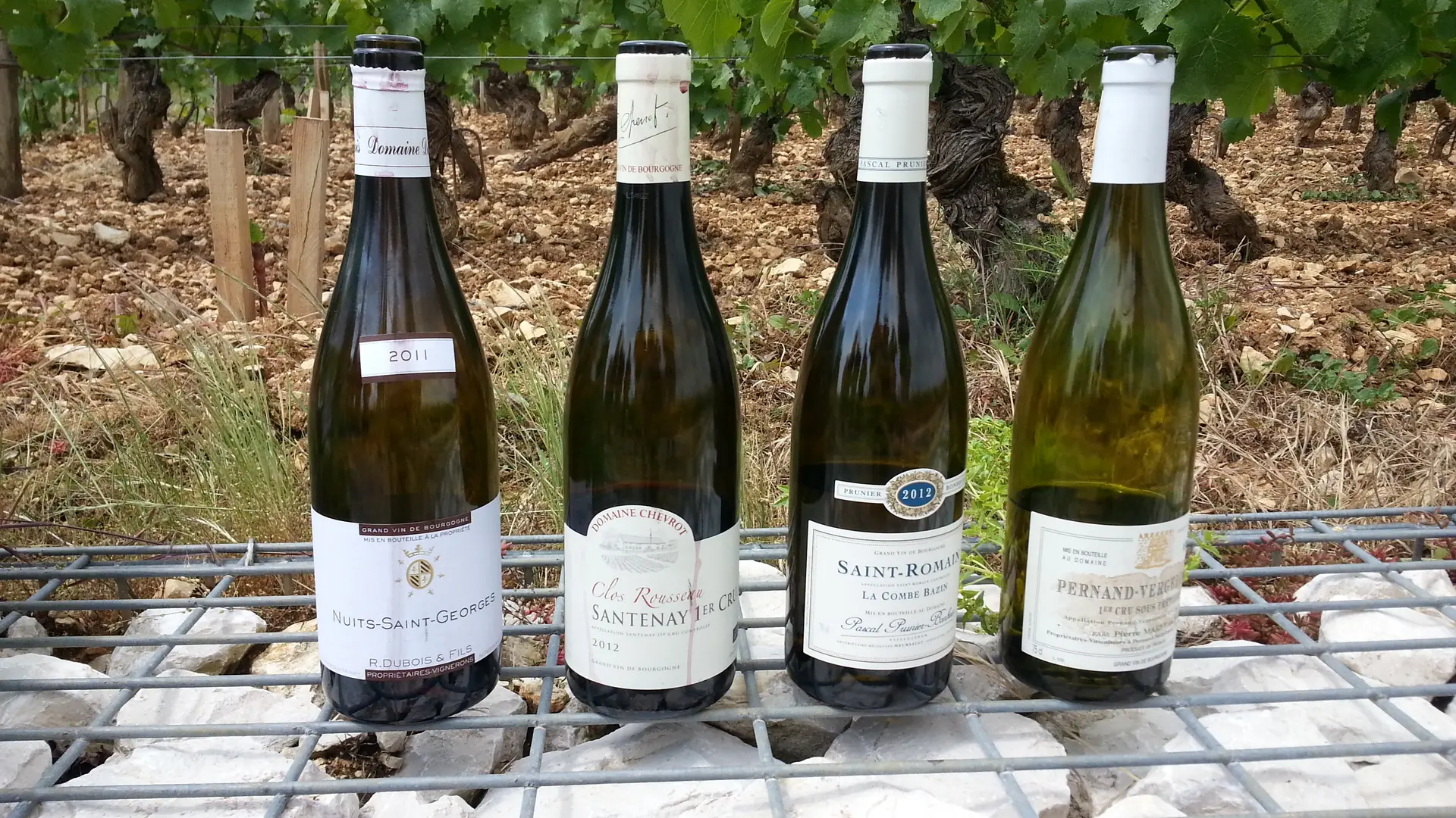 dégustations -dans -la- vigne