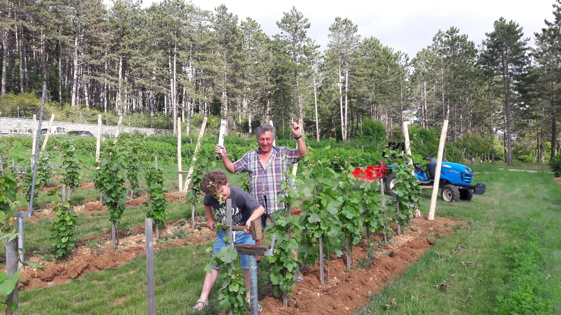 Travail dans la jeune vigne haute