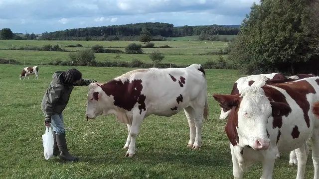 Les vaches dans les prés alentours