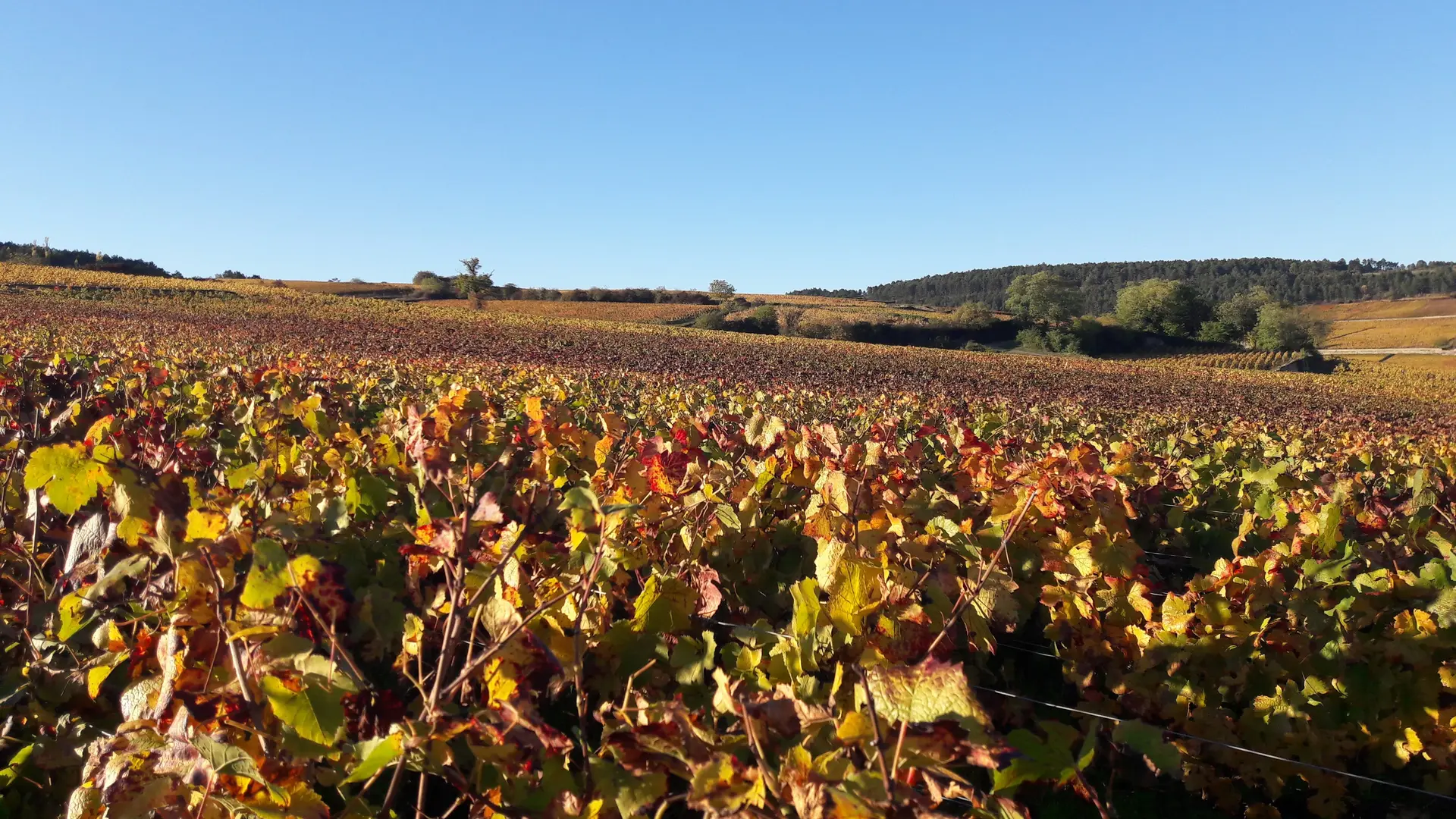 DANS LES VIGNES