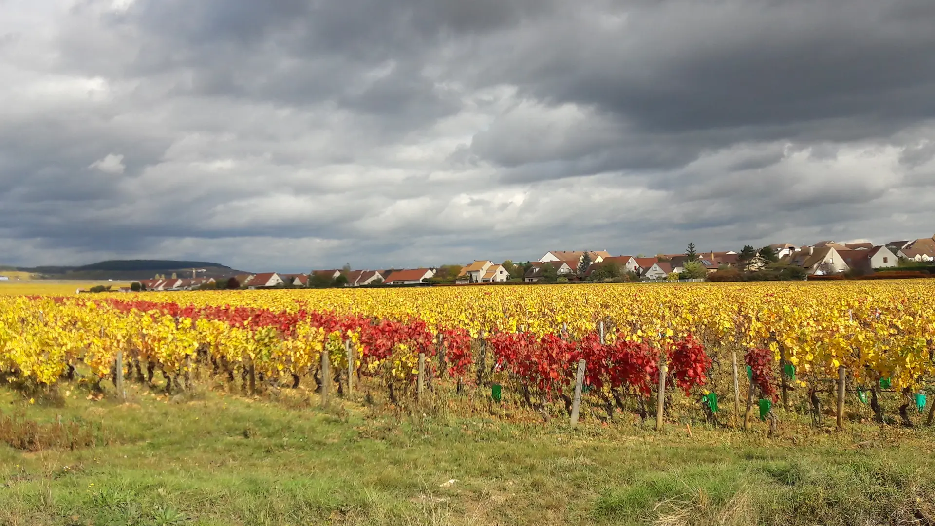 LES VIGNOBLES