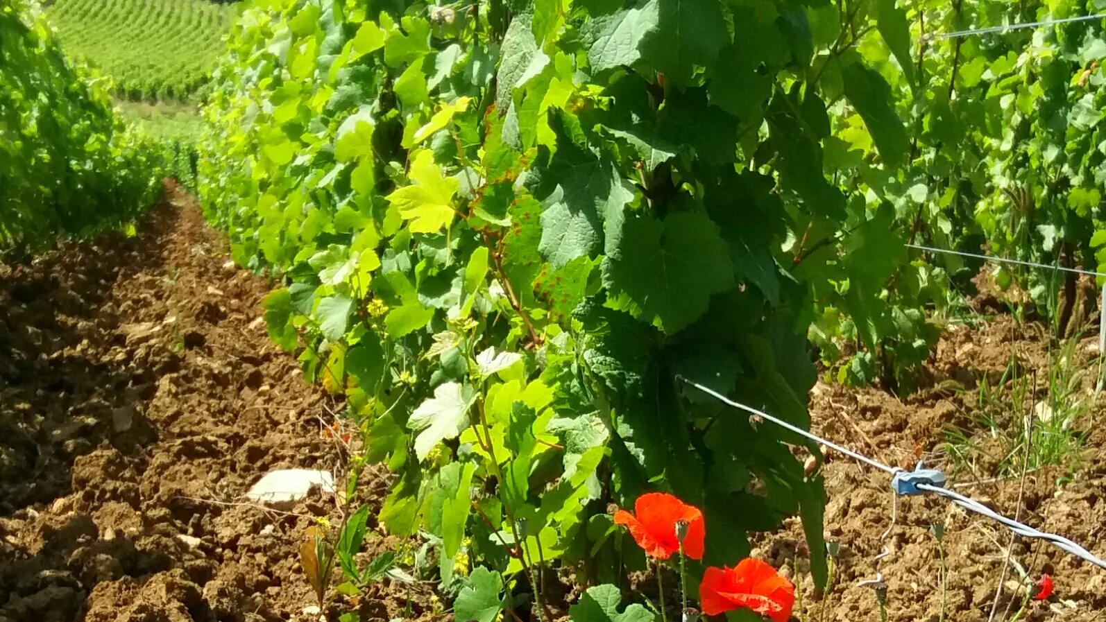 Vigne labourée