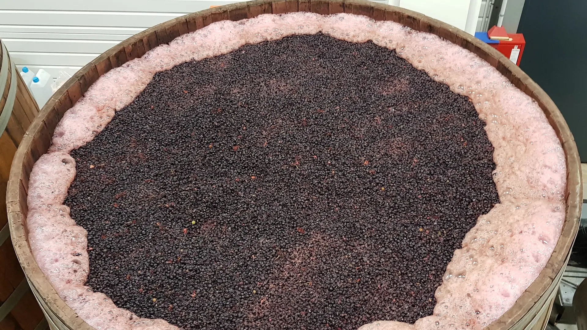 Le millésime 2019 en fermentation