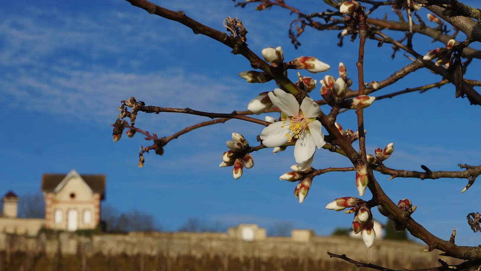 Meursault -  Les Tessons