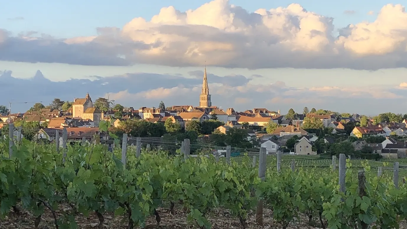 Balade en Chardonnay autour de Meursault