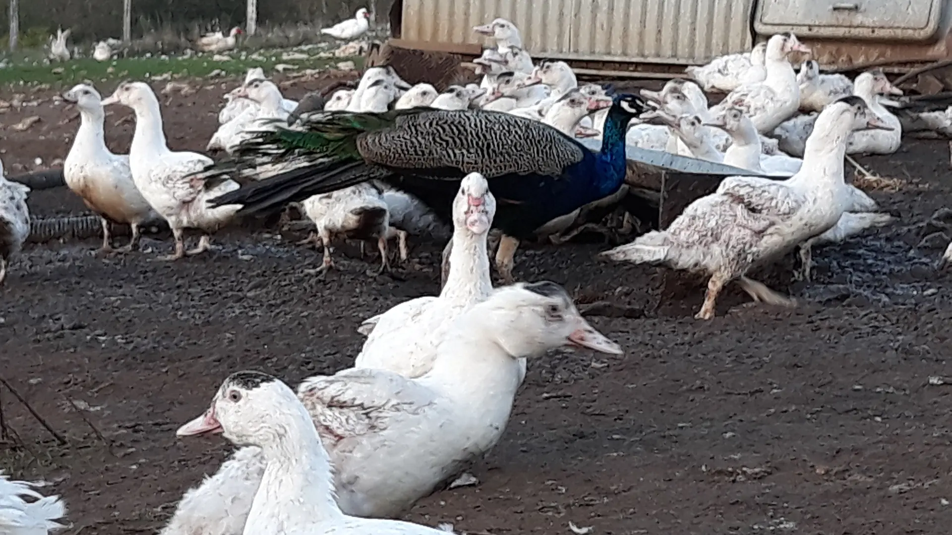 Poules, canards....en plein-air