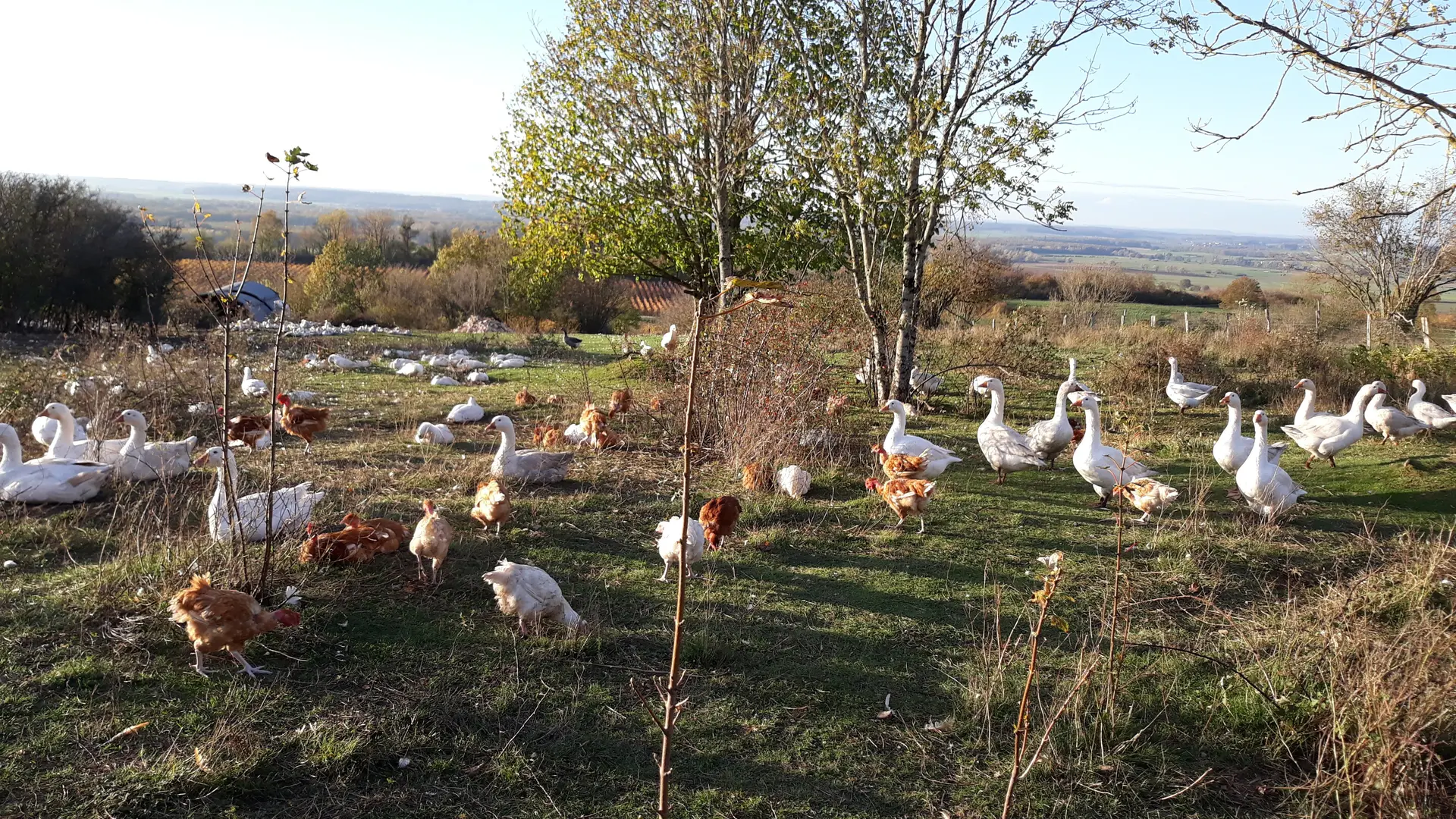 des volailles en plein-air