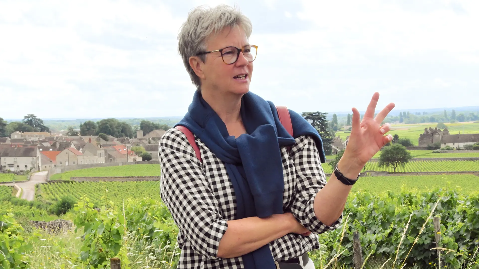 dans les vignes de Meursault