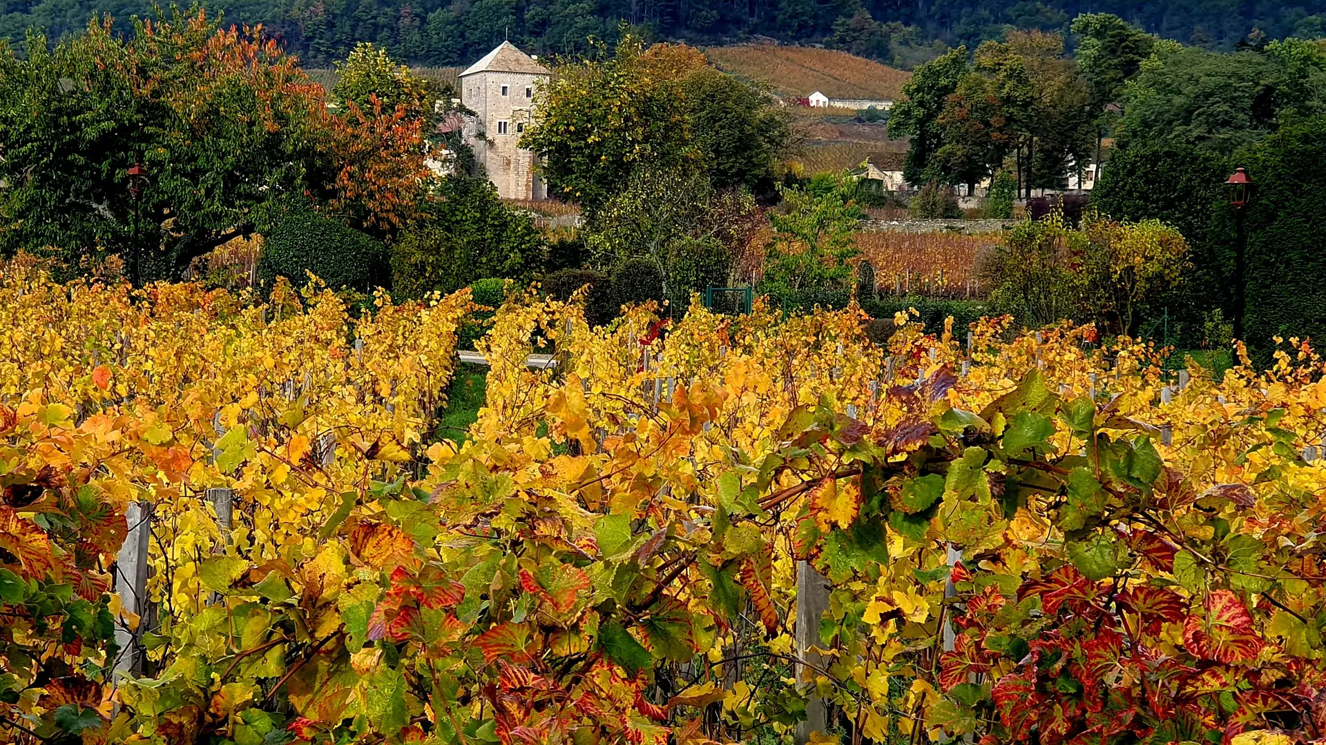 Vignoble en automne