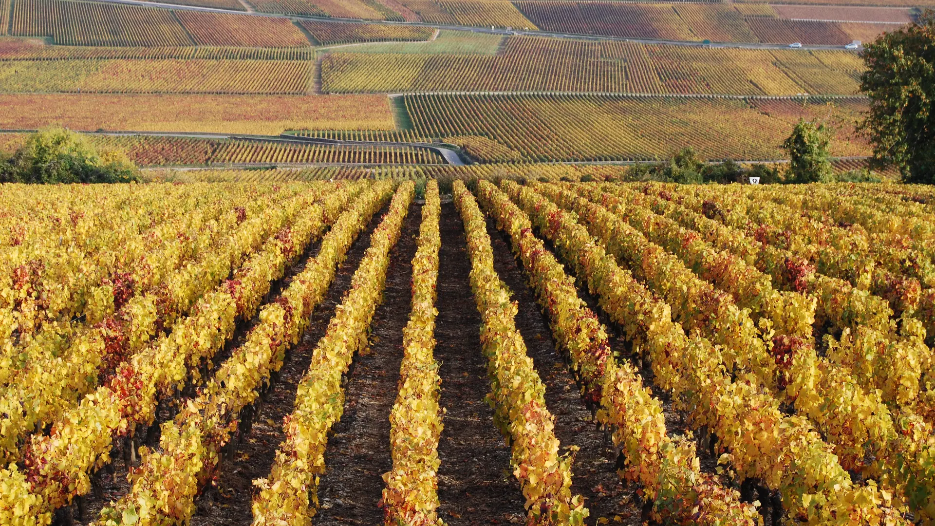Côte de Beaune