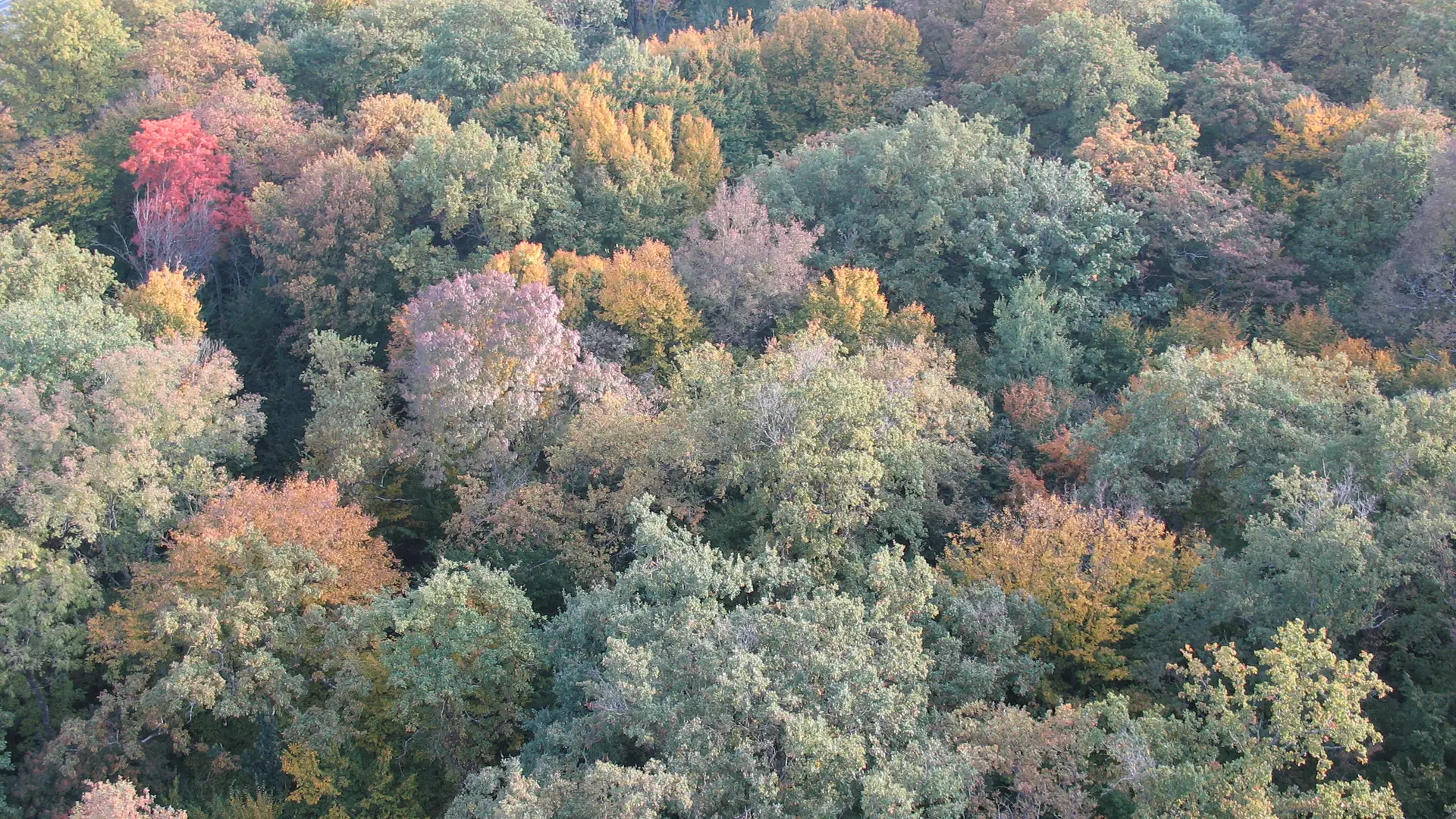 Forêt d'automne vue du dessus