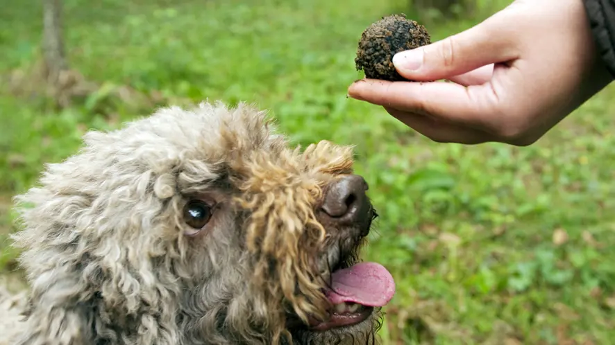 Le Lagotto et la truffe de Bourgogne