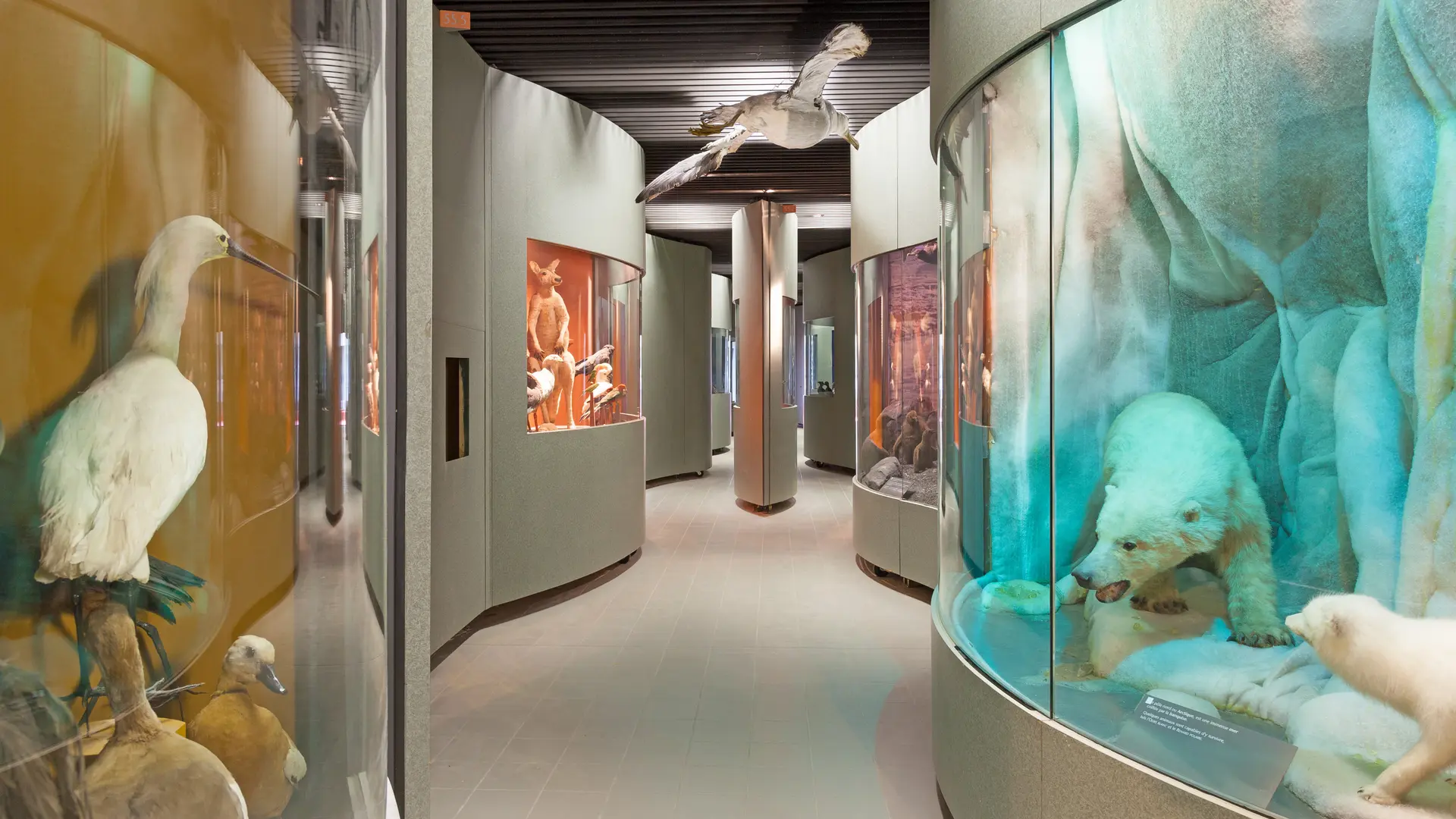 Museum histoire naturelle de Dijon