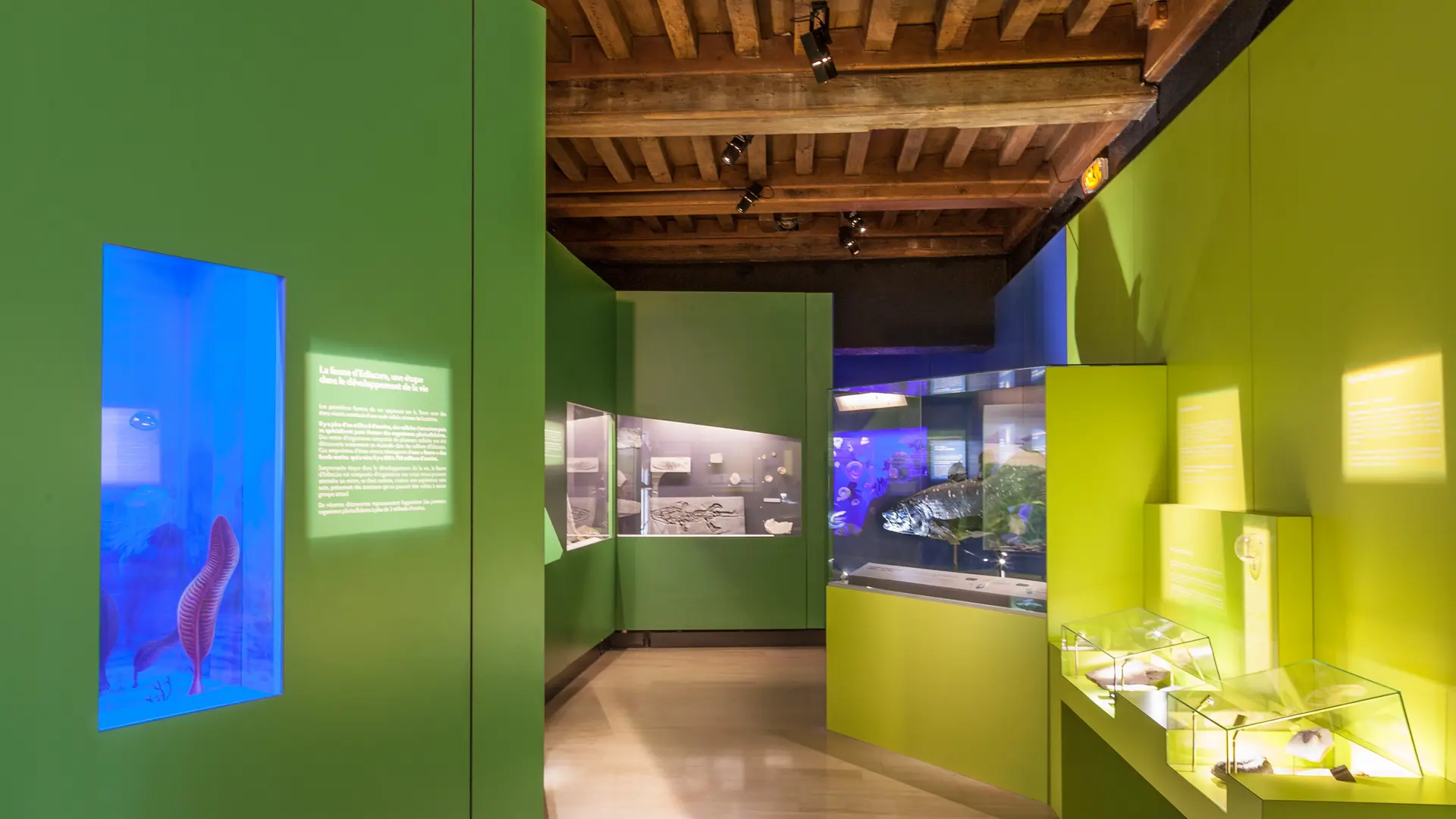 Museum histoire naturelle de Dijon