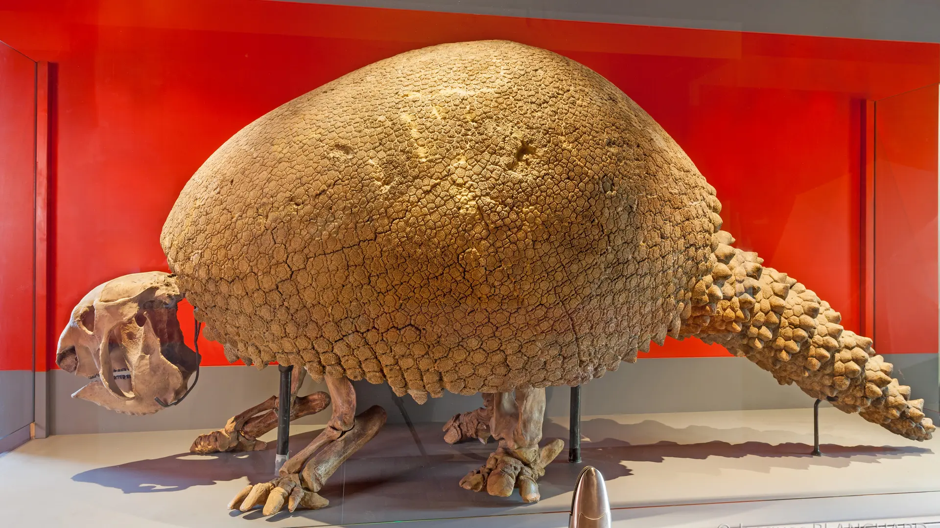 Glyptodon