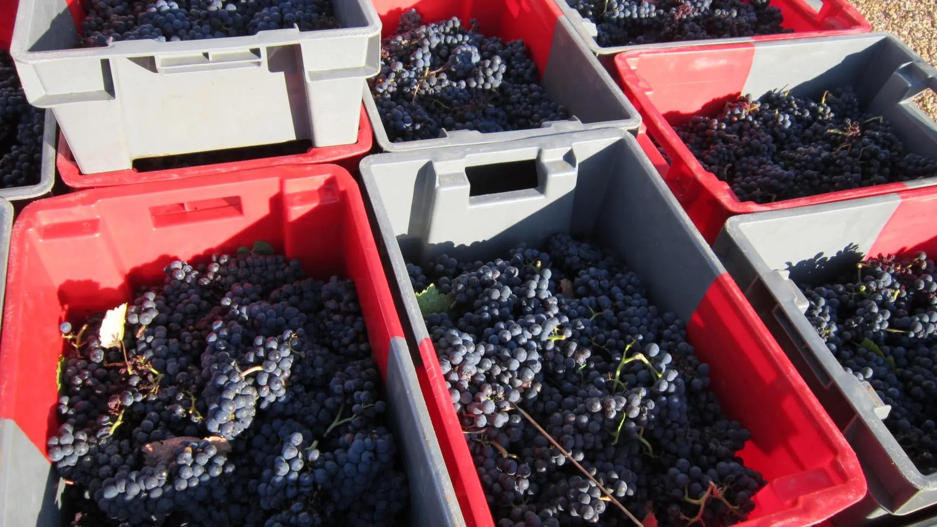 270 Vendanges