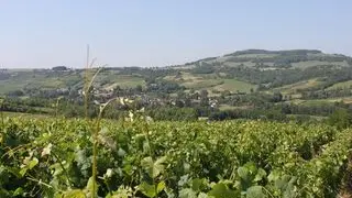 Vignes des Hautes Côtes