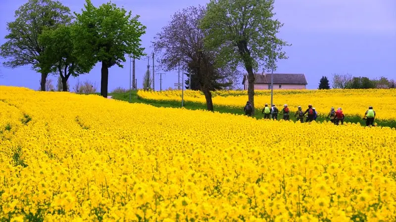 Cycling in Burgundy