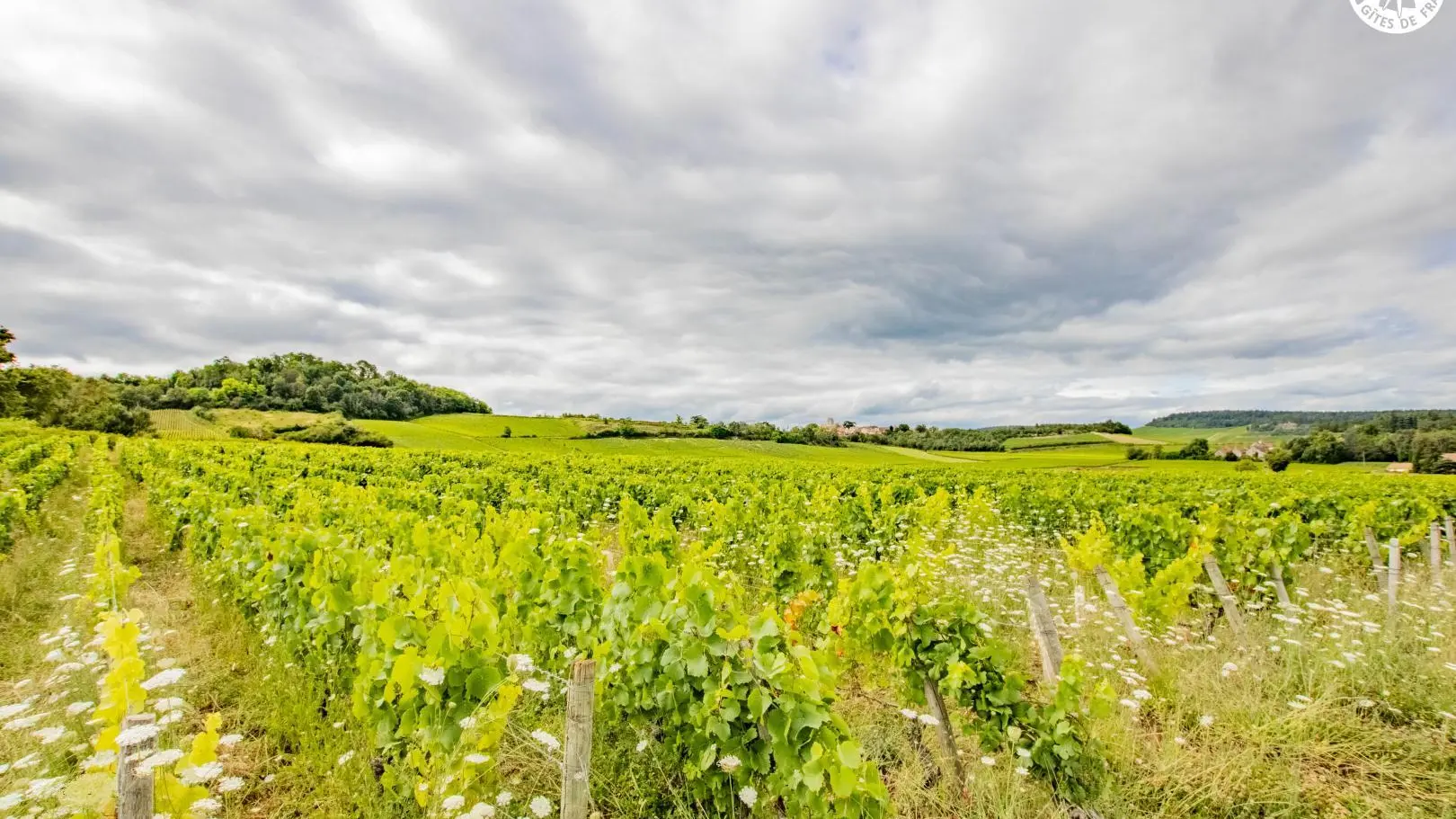 Cœur de Vignes
