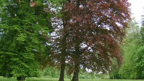 PARC DU  CHATEAU DE SAINT- LOUP-NANTOUARD_4