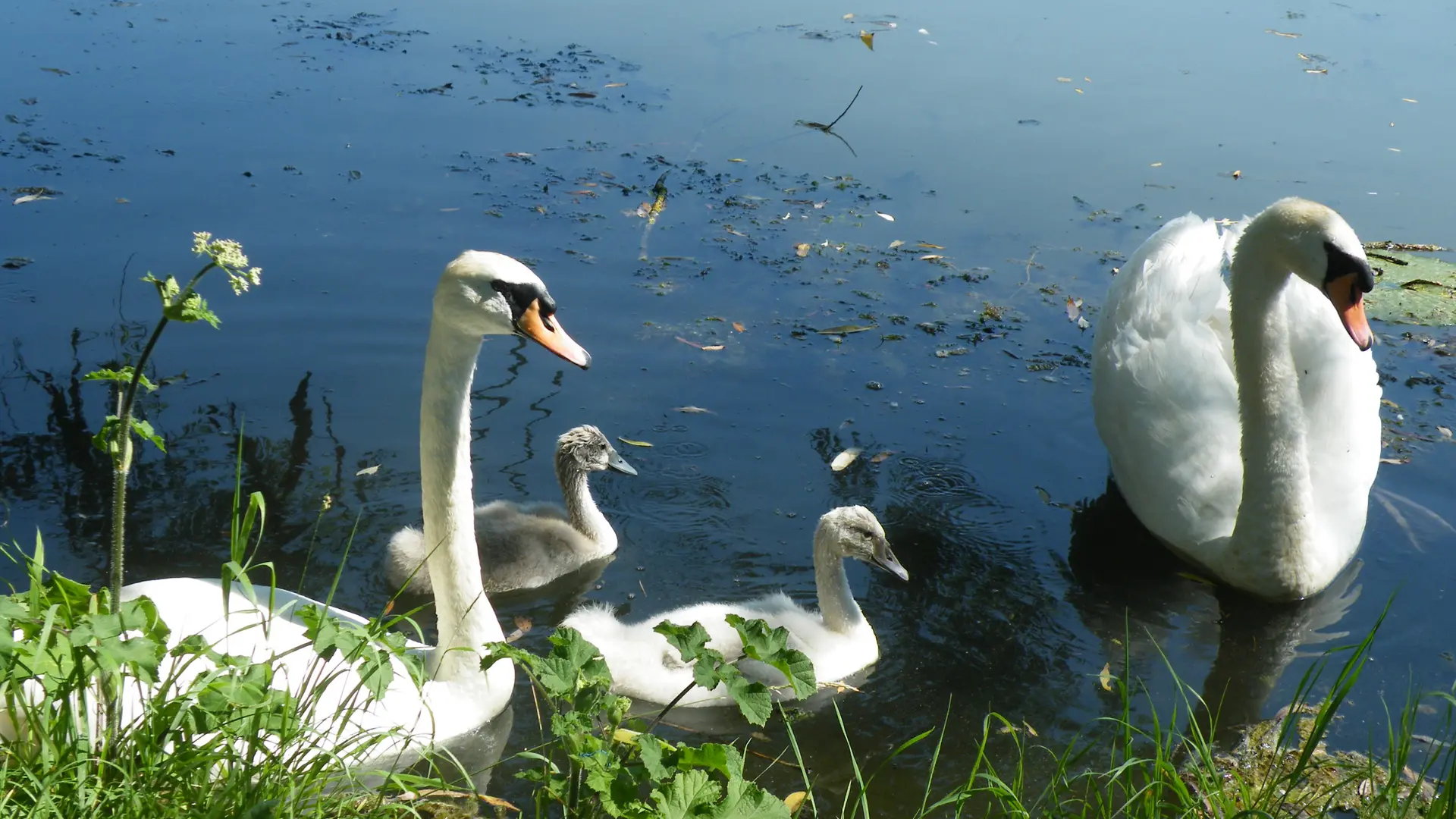 LE PARC DE L'ETANG_6