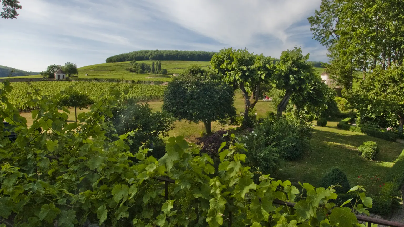 Vue colline de Corton