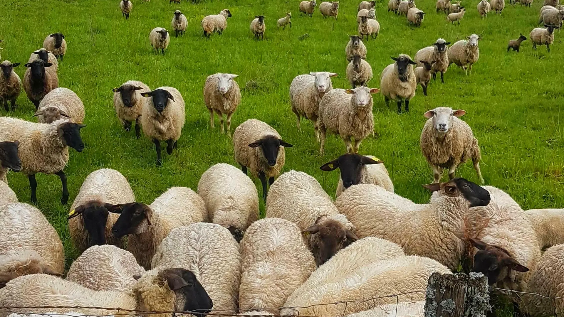 Earl de la Montagne - nos moutons