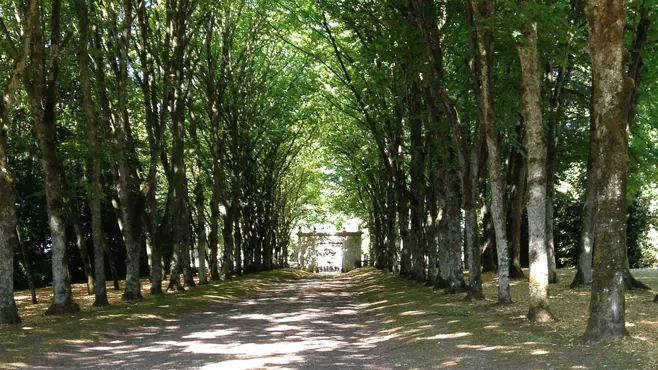 Parc du château de Ray-sur-Saône - Allée classique