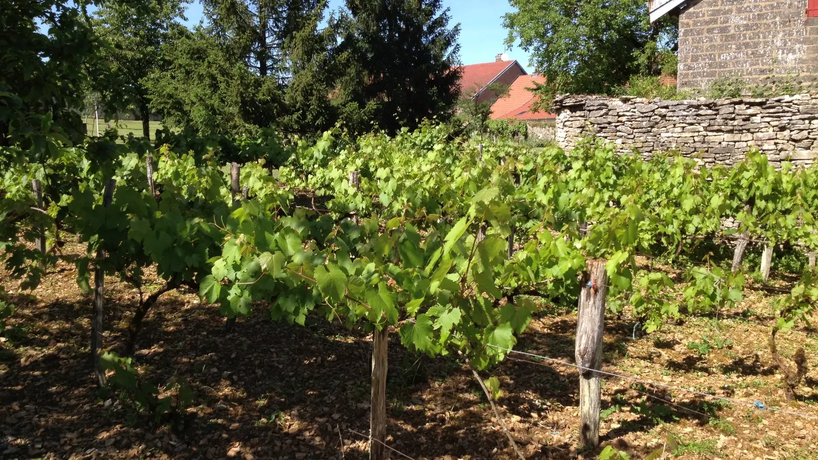 la vigne du clos