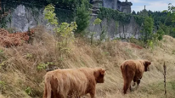 Les vaches highlands