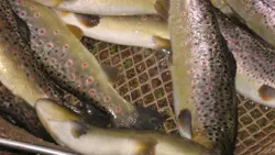 PISCICULTURE DU BREUCHIN_1