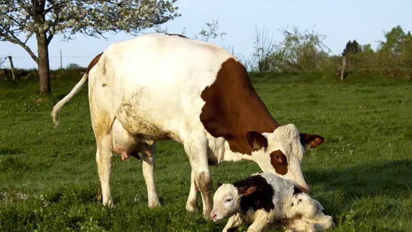 LA FERME DES GUIDONS_9