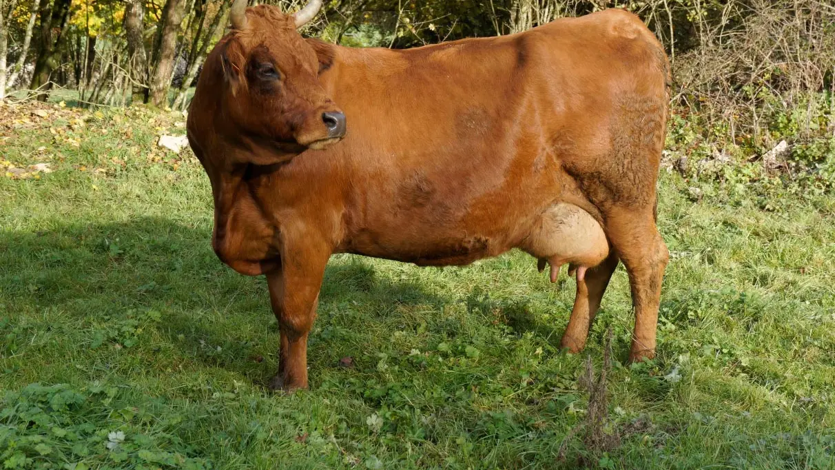 FERME DES AUBRACS_6