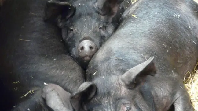 FERME DES AUBRACS_4
