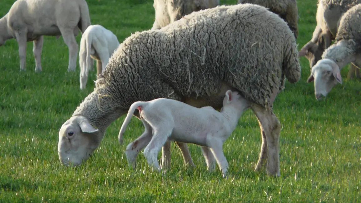 FERME DES AUBRACS_1