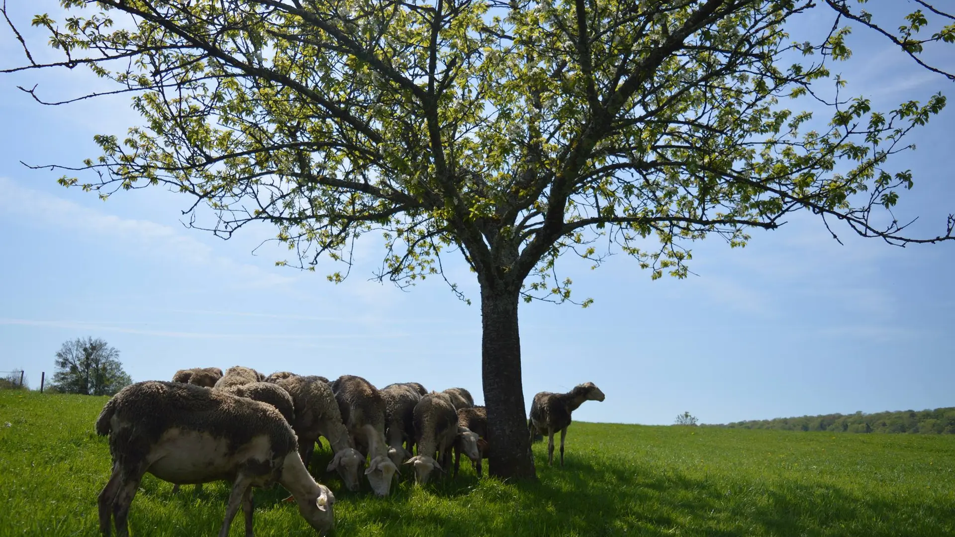 FERME DES AUBRACS_5