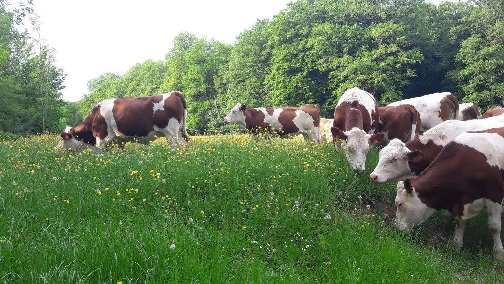 FERME BIO MONNIN A FONTENOIS LES MONTBOZON_3