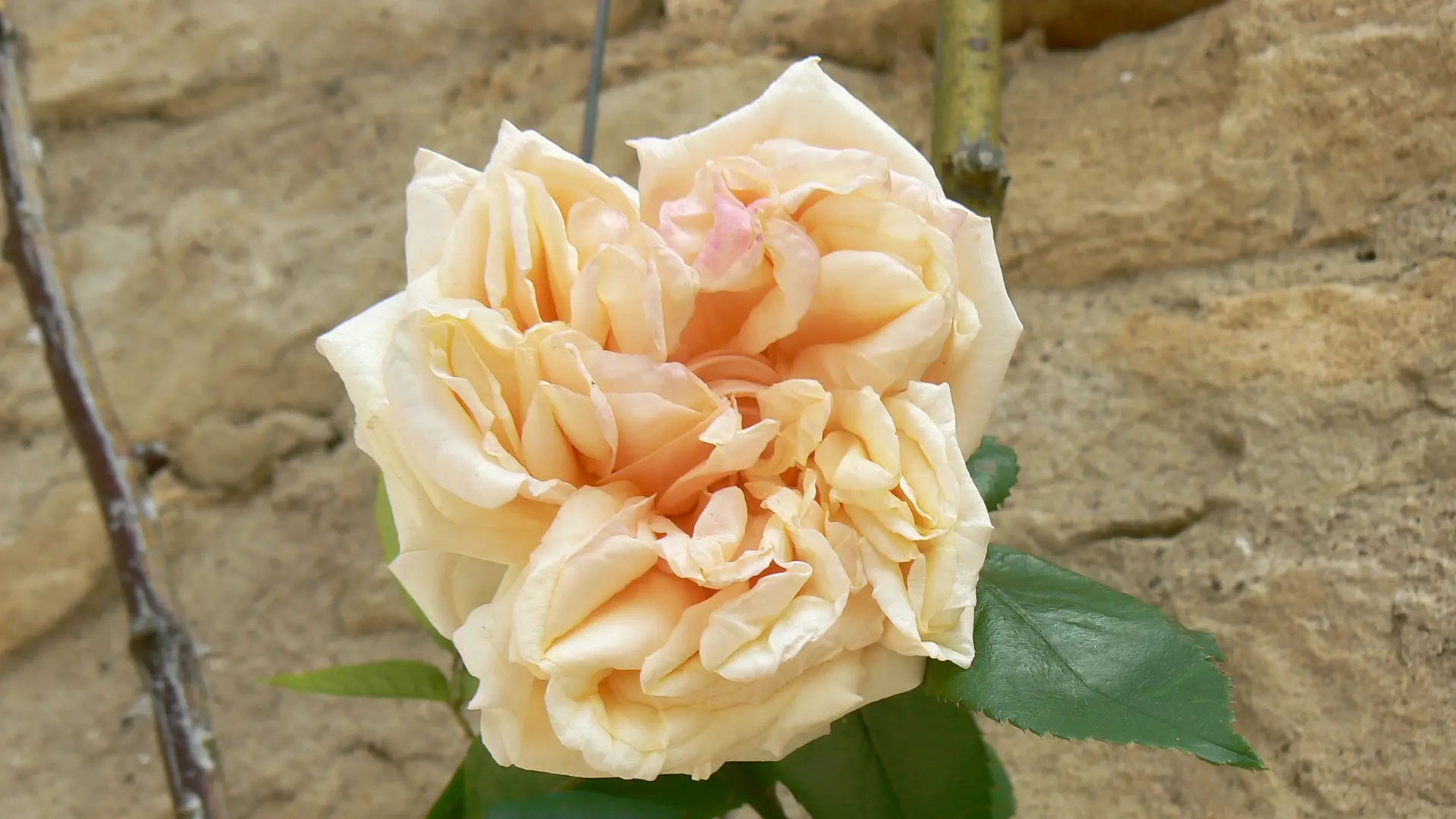 Rose Gloire de Dijon