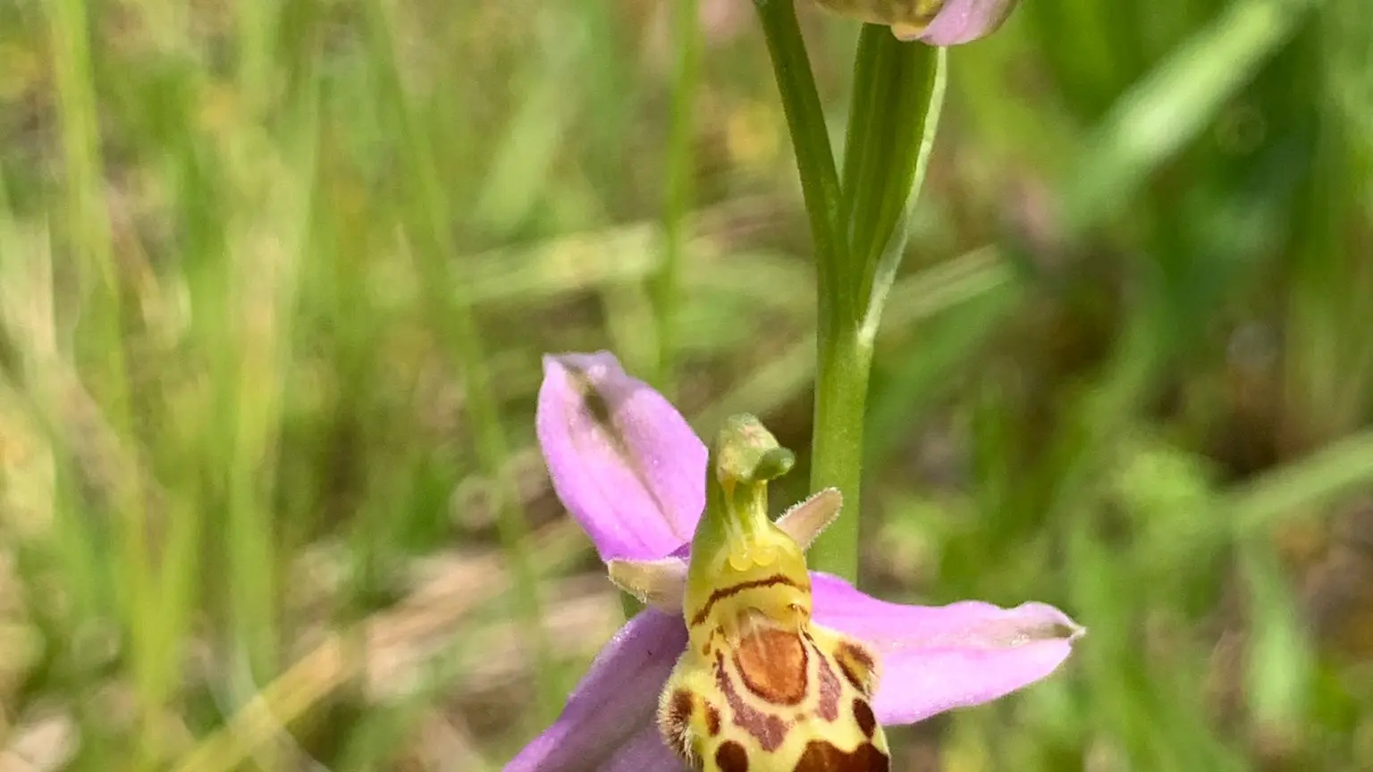 Les Chemins du Vivant