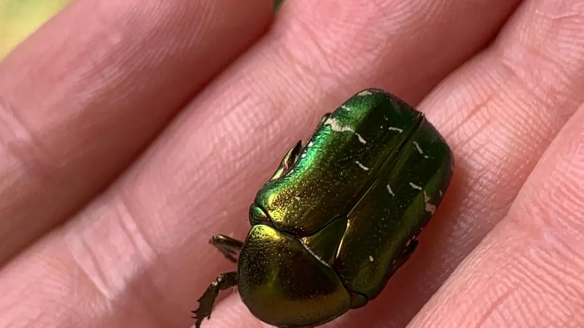 Les Chemins du Vivant